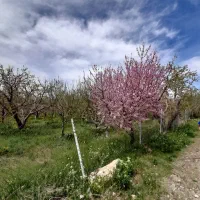 زمین-210متر-باغ-کنتور-برق-سند-اقساط-بلندمدت