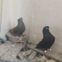 سیاه آبادانی