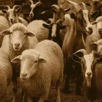 خریدوفروش انواع دام زنده