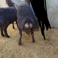 قوچ قزل|حیوانات مزرعه|مهاجران, |دیوار