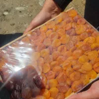 فروش ویژه میوه خشک|عمدهفروشی|داراب, |دیوار