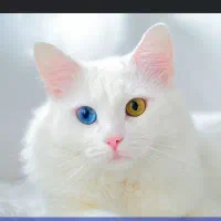 گربه آنگورا چشم دو رنگ