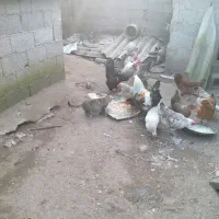 خروس محلی|حیوانات مزرعه|رشت, حومه رشت|دیوار