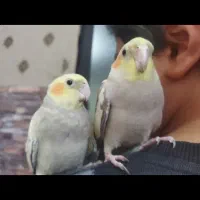 عروس هلندی نروماده