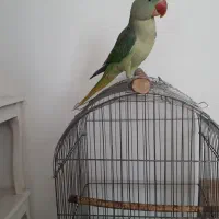 شاه طوطی سخنگو ( پر حرف و رقصنده )