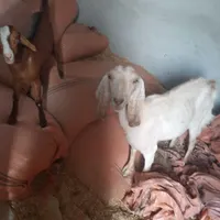 فروش بزوکهره