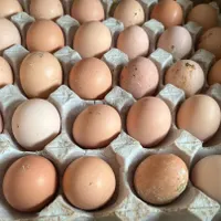 تخم مرغ گلپایگان|خوردنی و آشامیدنی|کرج, گلشهر|دیوار