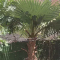 گل پالم ۲جفت کوچیک و بزرگ
