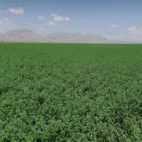 بذر یونجه  اصالت دار پایه بلند ،تضمینی