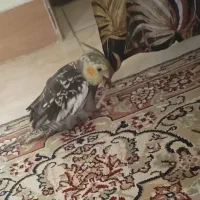عروس هلندی آواز خون