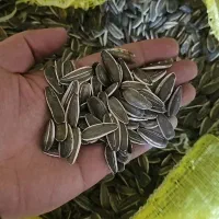 تخمه s400 و t6 به صورت عمده