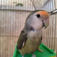 جفت طوطی برزیلی