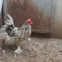خروس سلطان