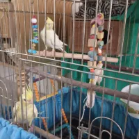 عروس هلندی