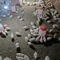 فروش جوجه گوشتی