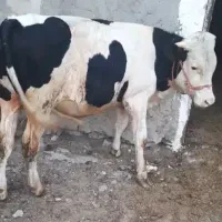 گوساله نر چاق درجه یک باب قربانی قیمت مناسب