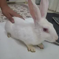 خرگوش