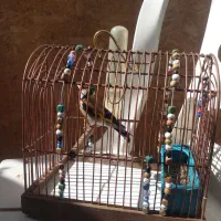 فروش سهره