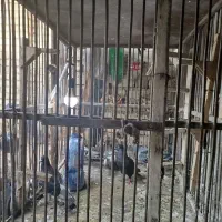 دوچرخه|دوچرخه، اسکیت، اسکوتر|شیراز, داریون|دیوار