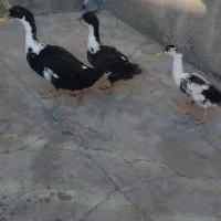اردک جوان