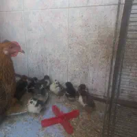 جوجه گلین چهل تاج با مرغ محلی