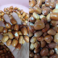 سنجد