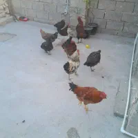 فروش خروس