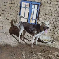 هاسکی گرگی