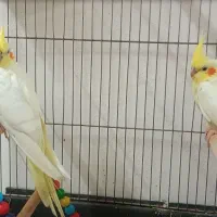 عروس هلندی سالم
