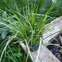 آگروس سبز و طلایی