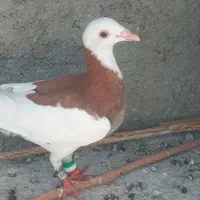 کبوتر
