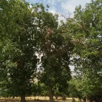 گردو تکونه حرفه ای ‌
