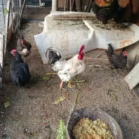 خروس|حیوانات مزرعه|شیراز, رکنآباد|دیوار