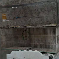 قفس پرنده