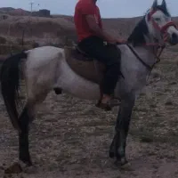 اسب نریان