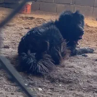 سگ بومی