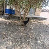 جوجه فروشی