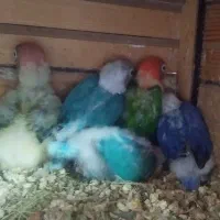 فروش تعدادی کوتوله سرلاکی