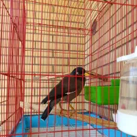 مینا سخنگو دستی