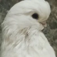 قنار سفید نر
