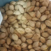 بادام کاغذی