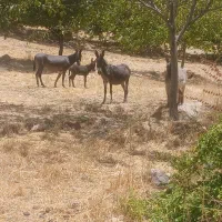3عددالاغ نر