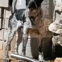 سگ .|سگ|اصفهان, باغ زرشک|دیوار
