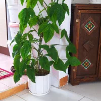 گل و گلدان