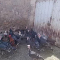 25تا بوقلمون نرو ماده
