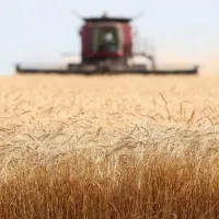 زمین کشاورزی دیم