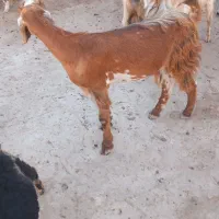 بز ماده