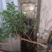 ساعت طرح برنز