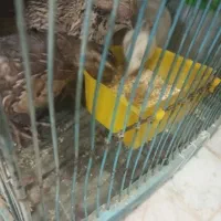 بلدرچین