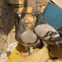 کبوتر پلاکی